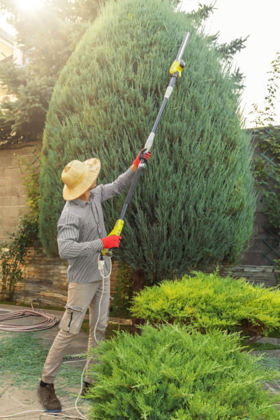 How Our Tree Care Process Works  in Chino Hills, CA